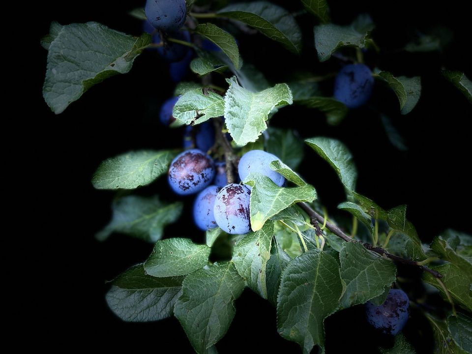 Tmavomodrý štěstí